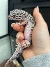 Photo of Gary - Leopard Gecko